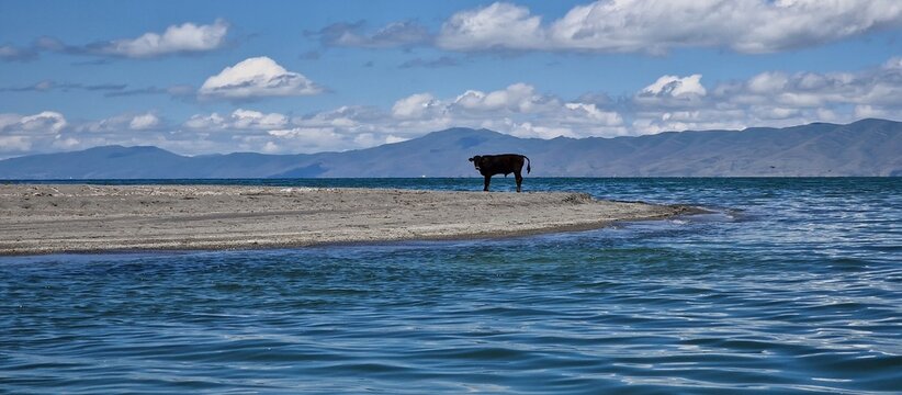 a lone baby bull standing on the edge of lake sevan Armenia