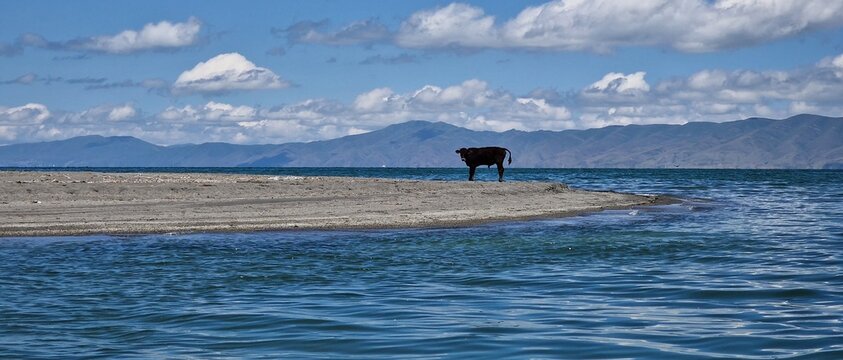 a lone baby bull standing on the edge of lake sevan Armenia