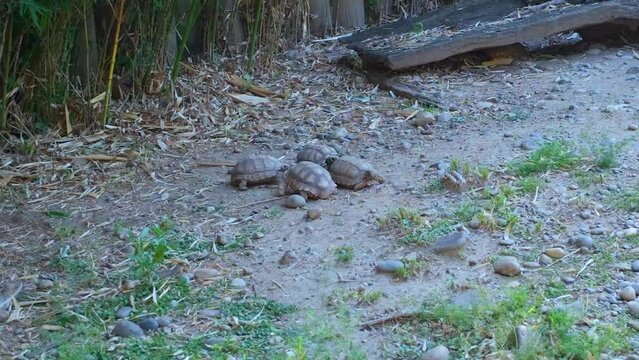 Four turtles in a buenos city park