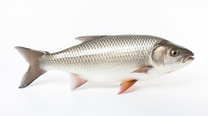 Obraz premium A Silver Carp on a white background