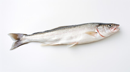 Fototapeta premium An Alaska pollock on a white background