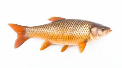 Fish - A Common carp on a white background