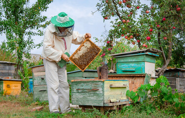 Male beekeeper holding a frame with honeycombs over a beehive in the garden, taking care of bees, veterinary care and treatment of dangerous bee diseases.