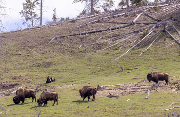 Grizzly Bear Sow and Cubs near Bison in Yellowstone National Park in Springtime