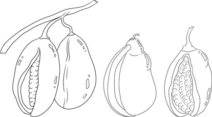 Vector hand drawn Purple Akebia (Akebia quinata). Coloring pages Akebi fruit isolated sketch with exotic japanese berry of chocolate vine shrub.engraving.