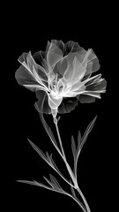 White flower with transparent petals on a black background. Minimalistic black and white illustration of a carnation in x-ray style.