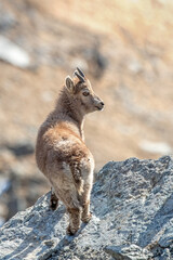 Beautiful baby Alpine ibex (Capra ibex) standing at the edge of a cliff while looking back straight into the camera on a sunny day in the Italian Alps, Piedmont.