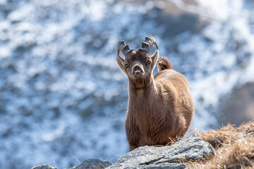 Alpine ibex (Capra ibex) young male exhibiting the flehmen response by wrinkling his nose and...