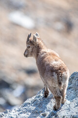 Beautiful baby Alpine ibex (Capra ibex) standing at the edge of a cliff while looking back straight...