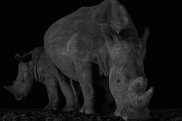 Square-lipped (White) rhino and her calf at Tamboti overnight hide, Zimanga, Private Game Reserve, Kwazulu Natal.