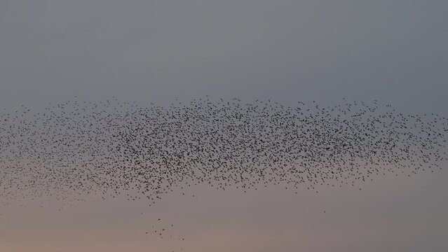 Starling birds murmuration in a clear sky during a calm sunset at the end of the day. Huge groups of starlings (Sturnidae) in the sky that move in shape-shifting clouds before the night.