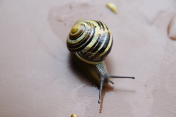 makroaufnahme einer bänderschnecke von oben