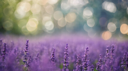 Naklejka premium lavender in the field
