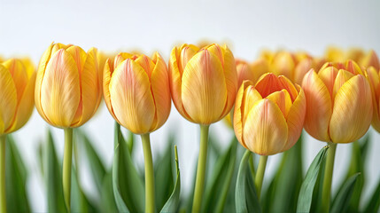 Flores amarillas de tulipan sobre fondo blanco