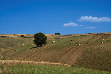 Fototapeta na wymiar Country landscape near Tricarico and San Chirico, Basilicata, Italy