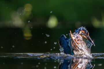 Common Kingfisher (Alcedo atthis) diving and fishing in the forest in the Netherlands