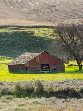 Red Barn on Wheat Field in Spring - 4K Ultra HD Image of Rural Tranquility