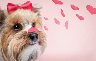 Small dog (Yorkshire terrier) wearing bow celebrating Valentine day holding heart on nose. Red...