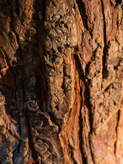 Brown tree bark in the sun