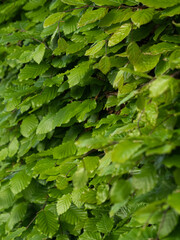 Green leaves on a bush
