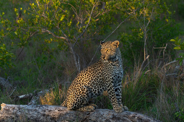 Leopard (Panthera pardus) looking for prey while controlling her territory in Sabi Sands Game Reserve in the Greater Kruger Region in South Africa 