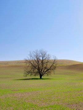 Lone Tree in the Middle of Green Wheat Field - 4K Ultra HD Image of Serene Countryside