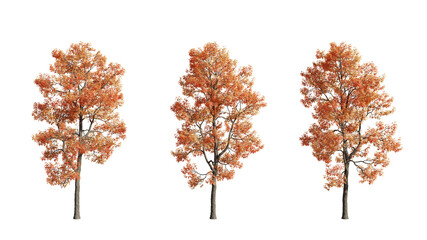set of Acer buergerianum trees, cutouts, 3D rendering with transparent background, autumn season, perfect for illustration, composition, architecture visualization