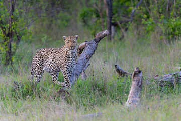 Leopard (Panthera pardus) looking for prey while controlling her territory in Sabi Sands Game Reserve in the Greater Kruger Region in South Africa 