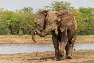 Elephant bull walking and searching for food and water in the Kruger National Park in South Africa