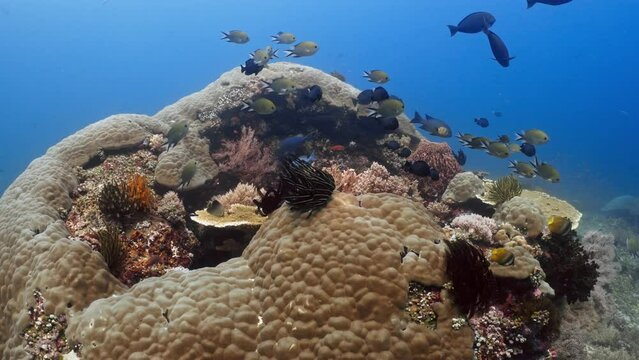 Small coloured fish, anthias, chromis, butterflyfish, over the Coral Reef in Gorgeous views in the Komodo Archipelago in Indonesia