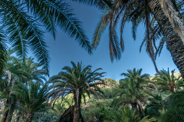 Fototapeta na wymiar Dense palm tree forests in a public Park in Las Palmas, Gran Canaria, Canary Islands, Spain