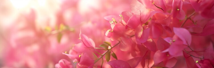 Fototapeta premium beautiful bougainvillea with fuchsia flowers at mediterranean