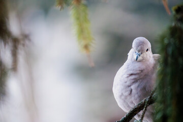 Curious pigeon in a tree