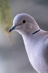 Curious pigeon in a tree