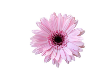 Beautiful blooming pink Gerbera flower isolated on transparent background png file
