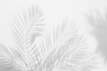 Grey shadow of natural palm leaf abstract background falling on white wall texture for background and wallpaper. Tropical palm leaves foliage shadow overlay effect, foliage mockup and design