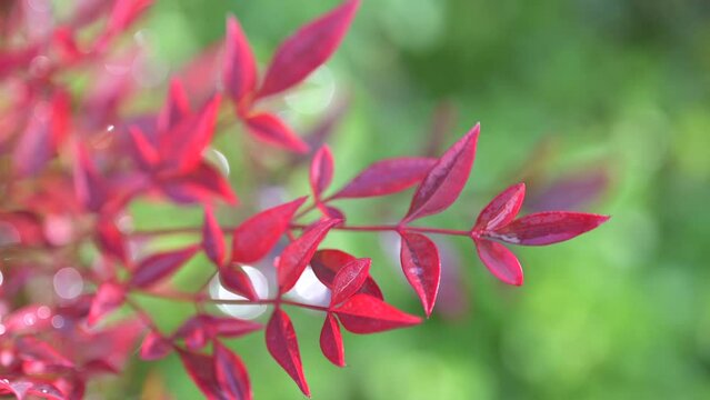 Red leaves. Rain-soaked, under the rain, paradise bamboo - Nandina domestica gulf stream.