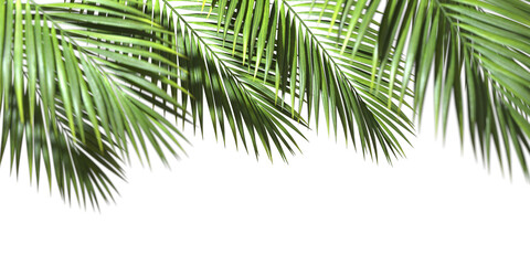 Palm fronds evergreen on transparent backgrounds 3d rendering png - obrazy, fototapety, plakaty