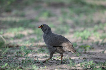 Red-billed partridge in natural conditions on a summer day in a national park in Kenya