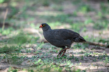 Red-billed partridge in natural conditions on a summer day in a national park in Kenya