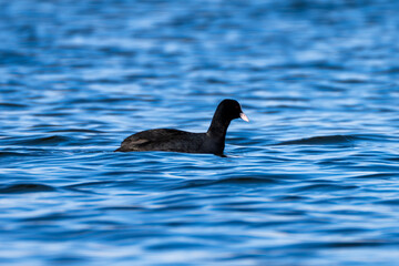 Eurasian coot swimming in the Han River early in the morning