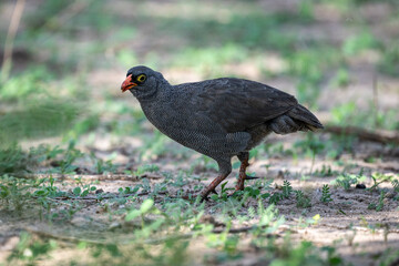 Red-billed partridge in natural conditions on a summer day in a national park in Kenya