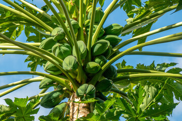 Beautiful papaya tree loaded with fruit, Praia, Santiago Island, Cape Verde (Cabo Verde)