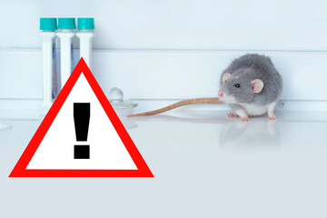experimental laboratory gray rat, concept Genetic Modifications, Behavioral Studies Research on...