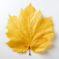 autumn leaf on the white background