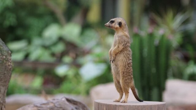 meerkat standing on a fence