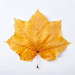 Obraz premium leaf, isolated, yellow autumn leaf on the white background
