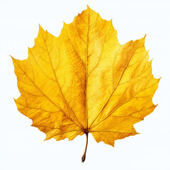 Naklejka na ściany i meble leaf, isolated, yellow autumn leaf on the white background