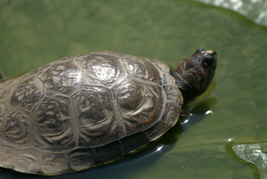 Tortugas,todos los dias un grato regalo de la naturaleza!