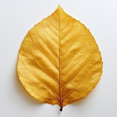 leaf, isolated, yellow autumn leaf on the white background